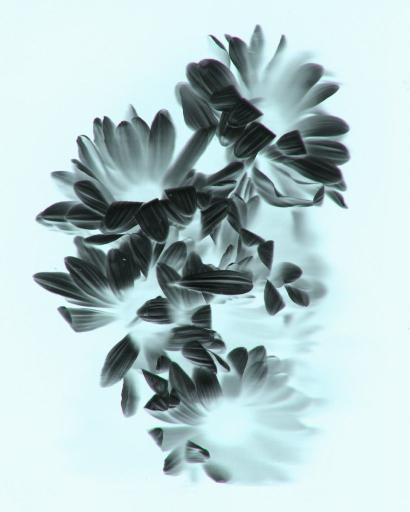 Negative floral imagery in black and white showing several daisies against a pale background